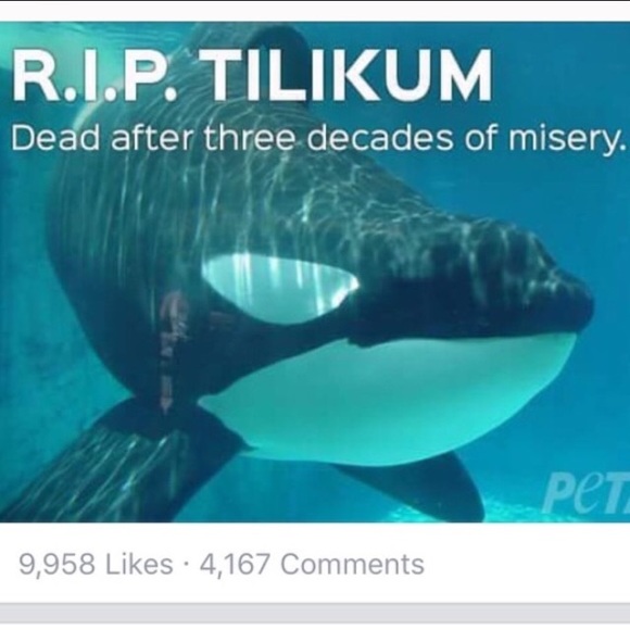 REST IN PEACE TILIKUM😇 - Picture 3 of 9